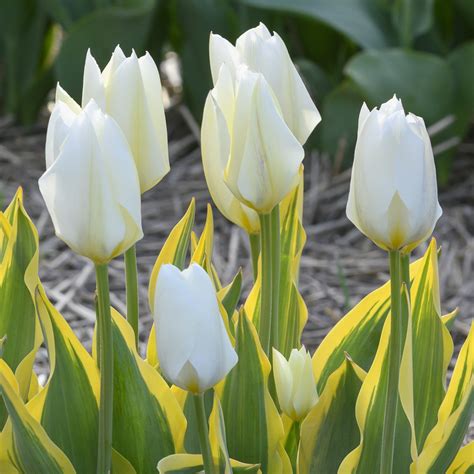 tulip purissima blonde.